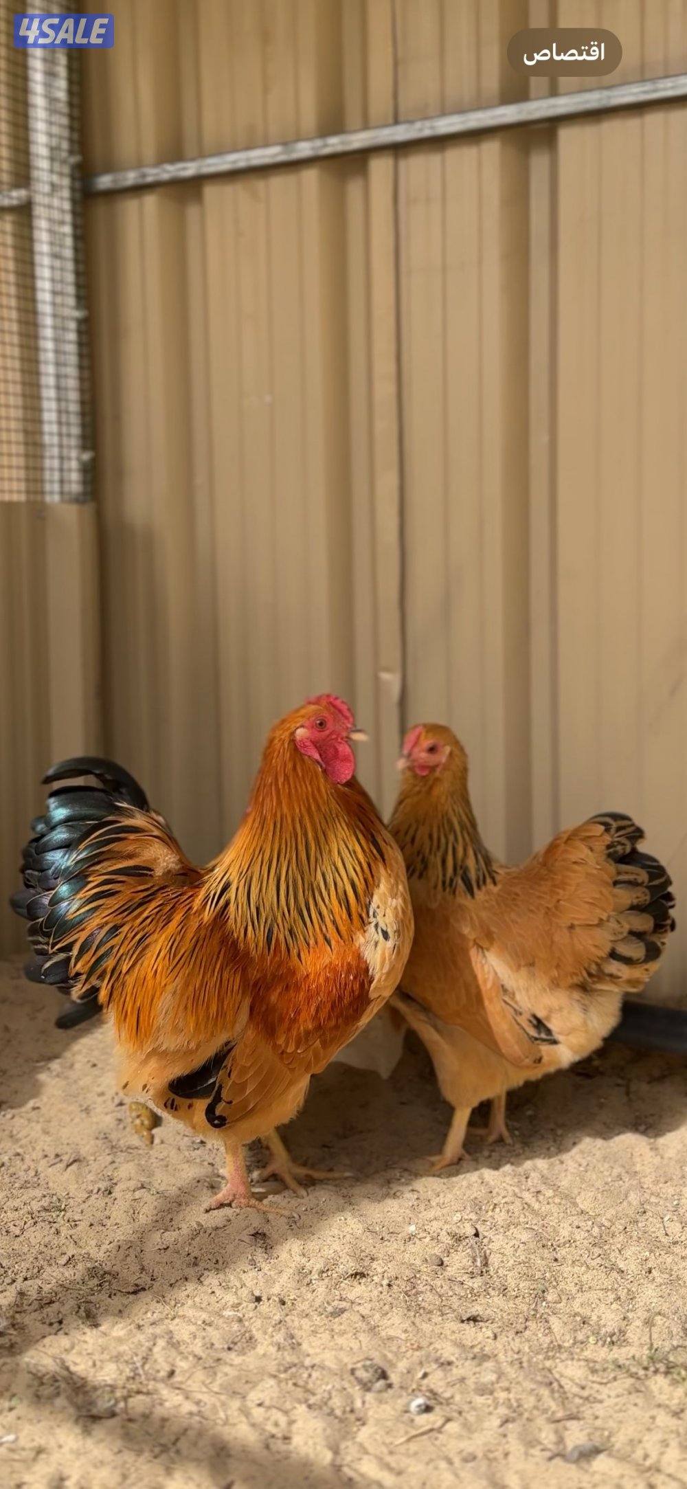 نوادر الوايندوت بوف احمر كولمبي0