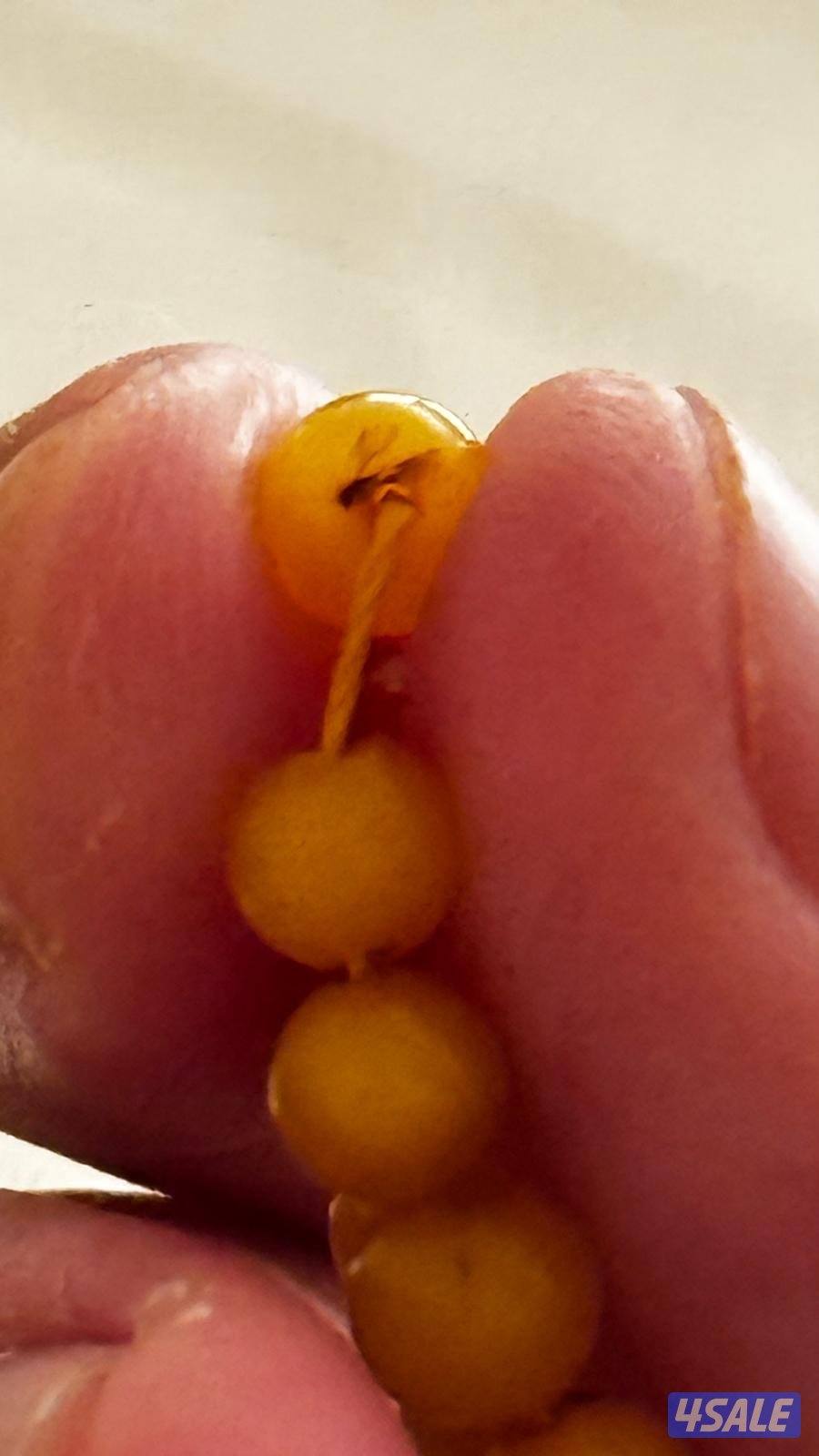 مسباحين كهرب حر4