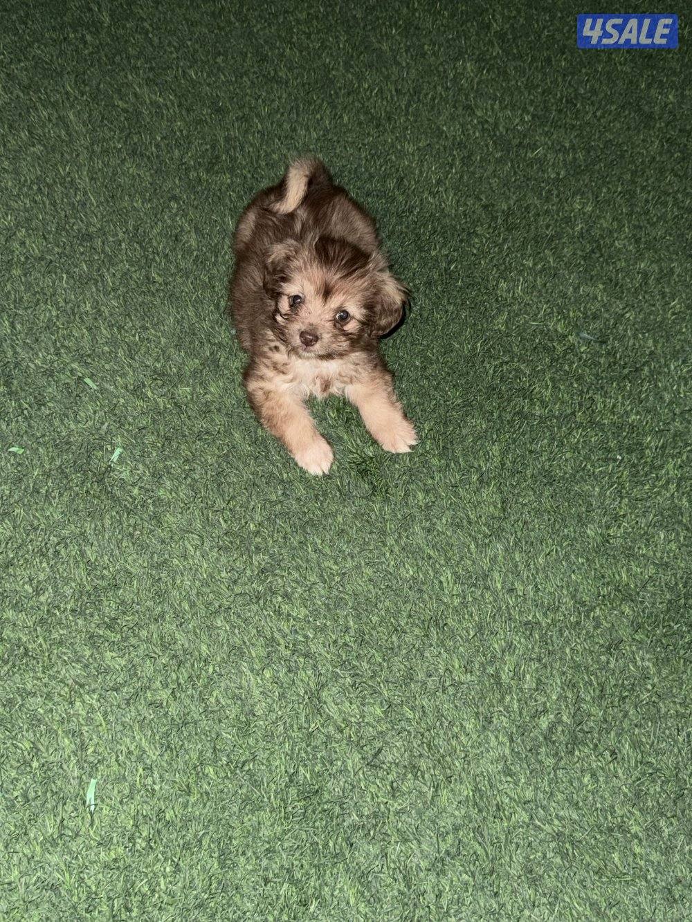 جرو شيتزو انثى ( عمرها شهر )0