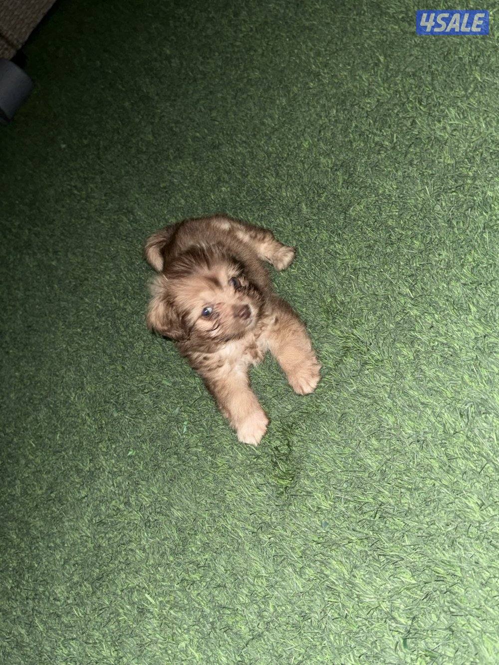 جرو شيتزو انثى ( عمرها شهر )1