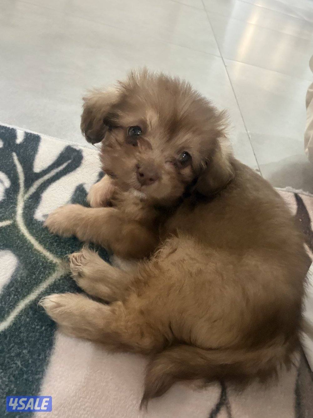 جرو شيتزو انثى ( عمرها شهر )3