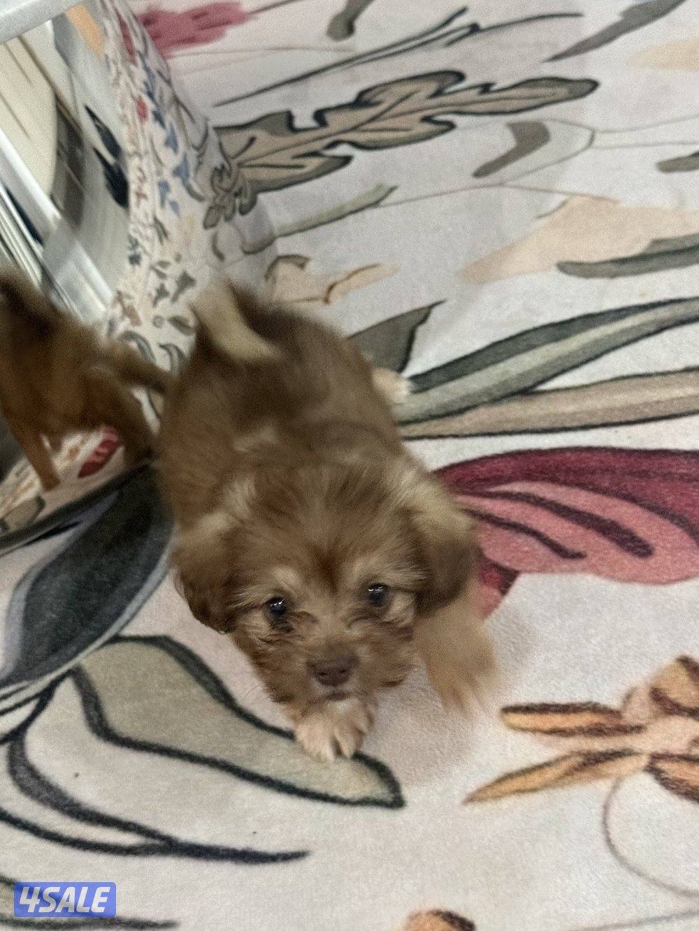 جرو شيتزو انثى ( عمرها شهر )4