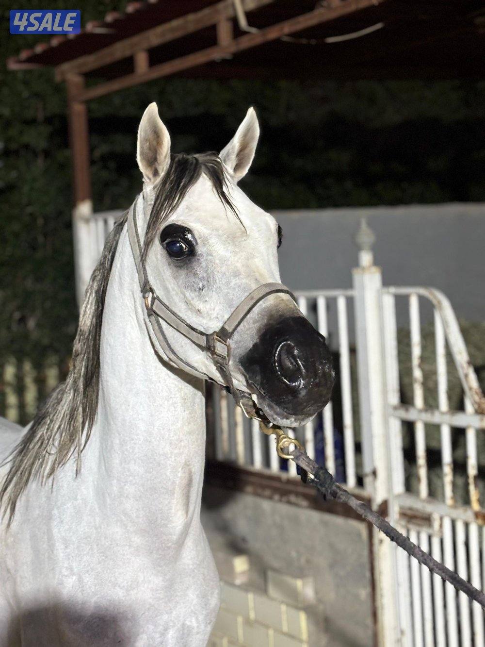 للبيع حصان بولش0