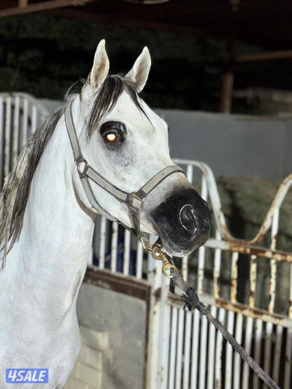 للبيع حصان بولش1