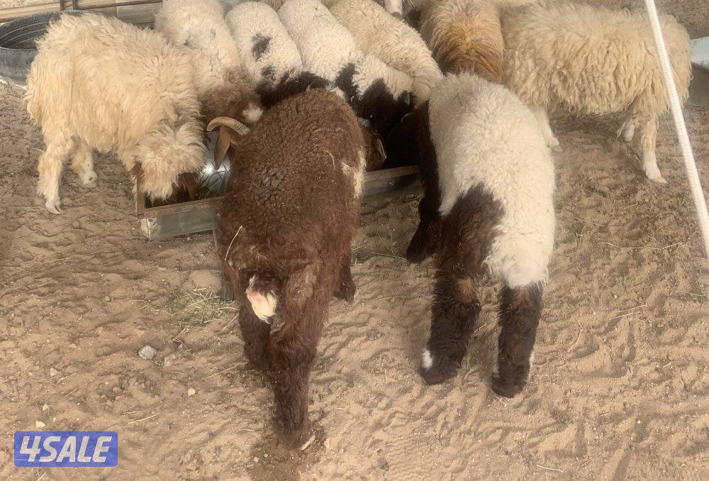 للبيع ذبايح نعيم محلي العمر 3 شهور ونص وأكثر1