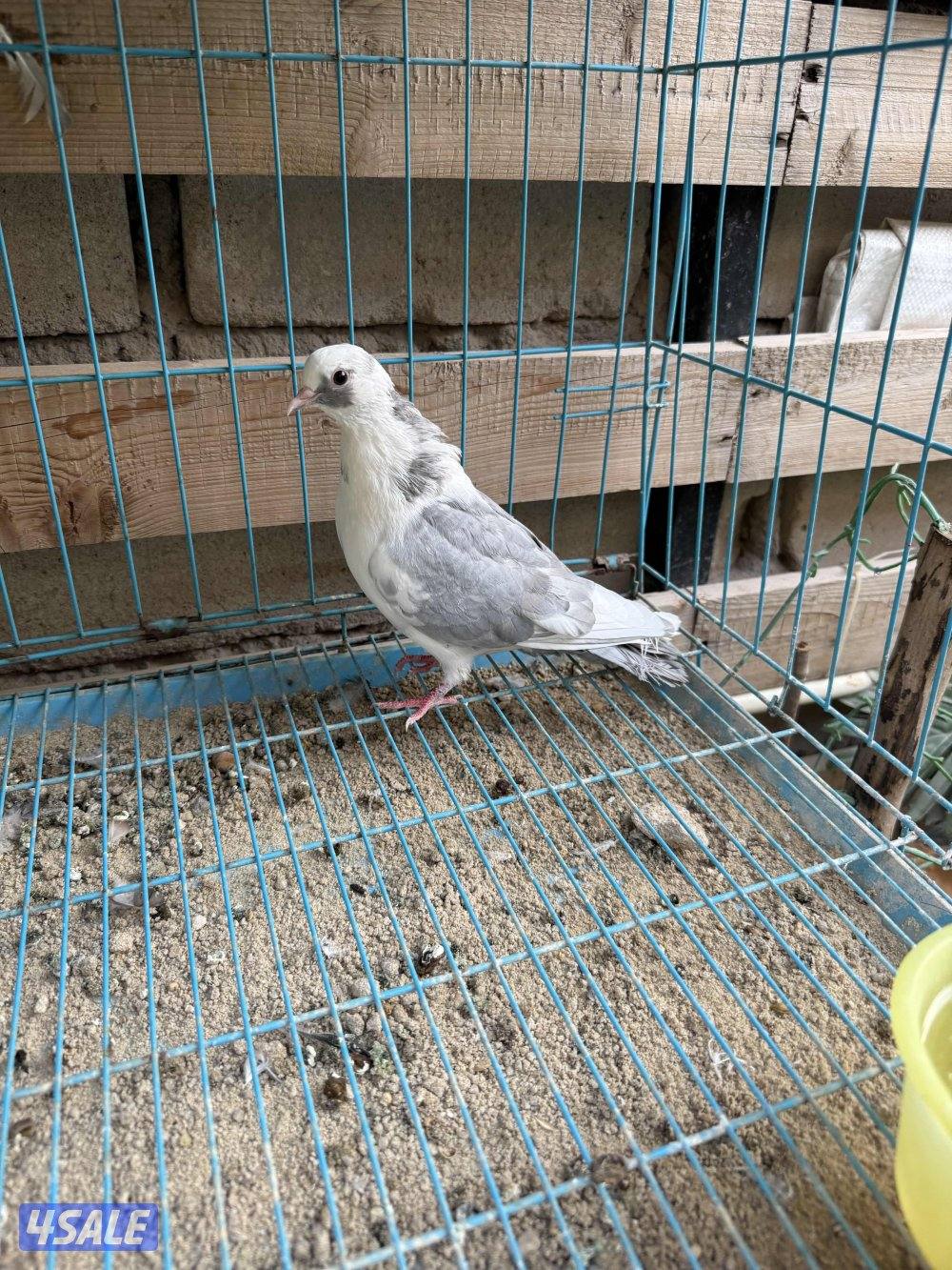 للبيع وقواق صنعاني0