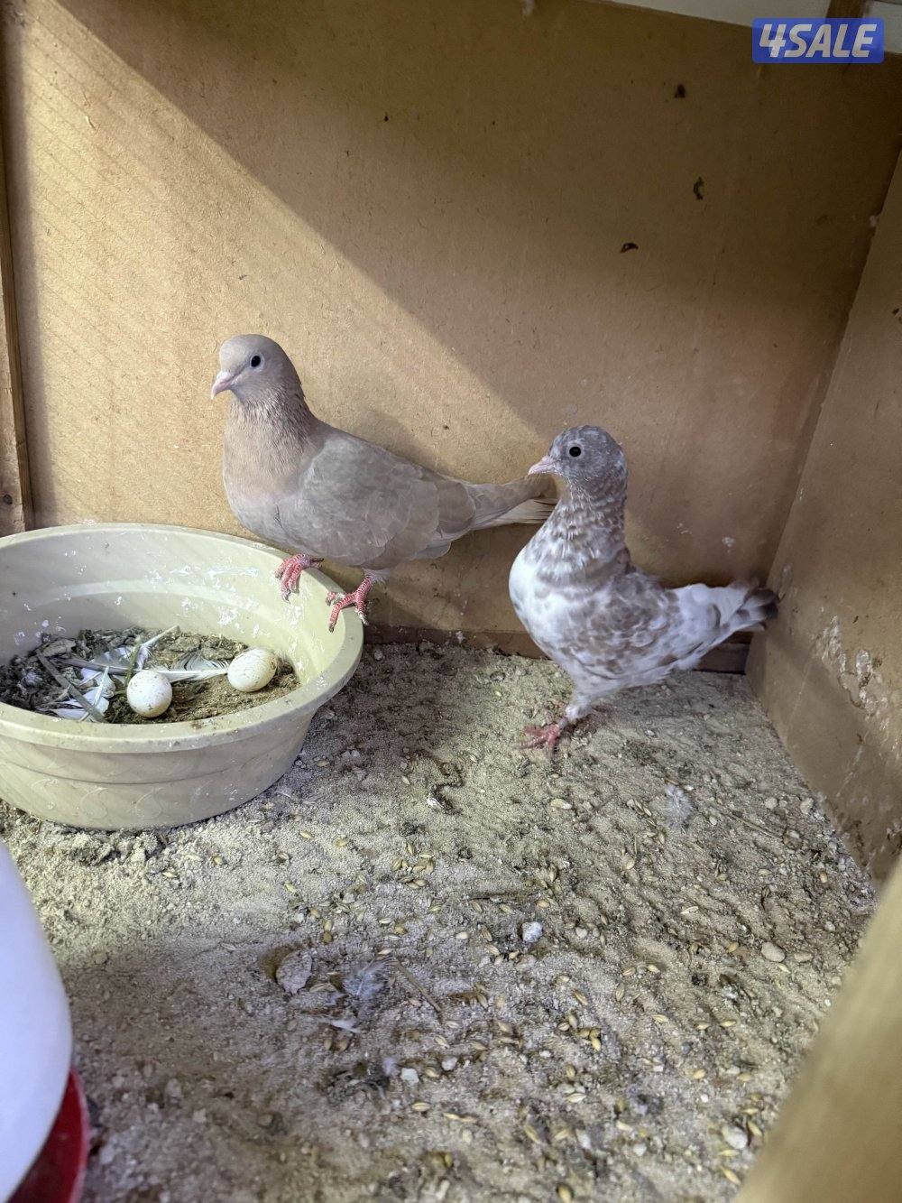 للبيع وقواق صنعاني1