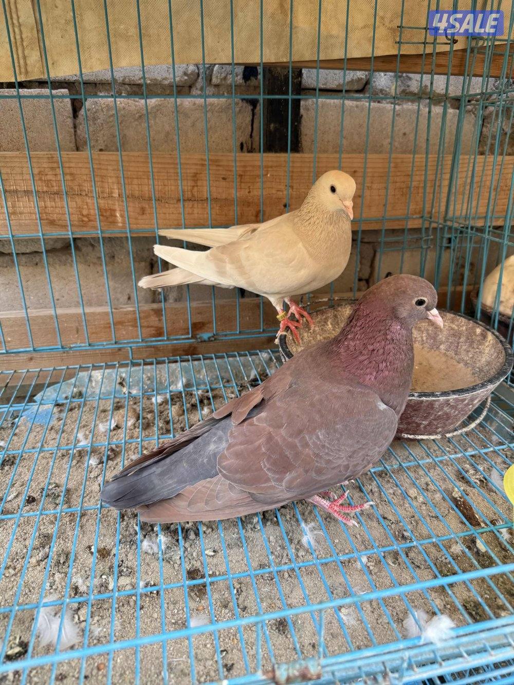 للبيع وقواق صنعاني3