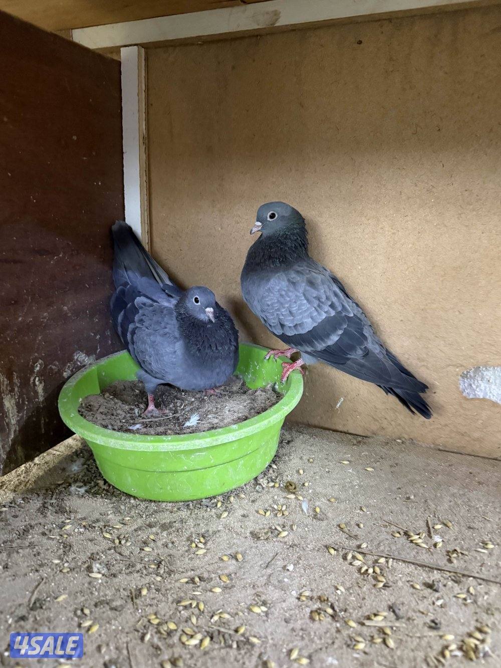 للبيع وقواق صنعاني4