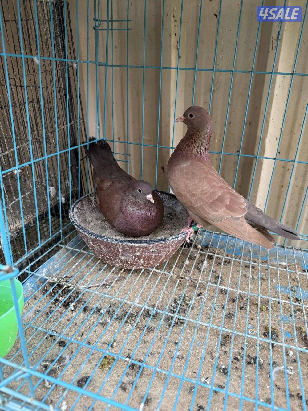 للبيع وقواق صنعاني6