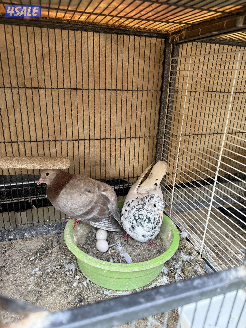 للبيع وقواق صنعاني7