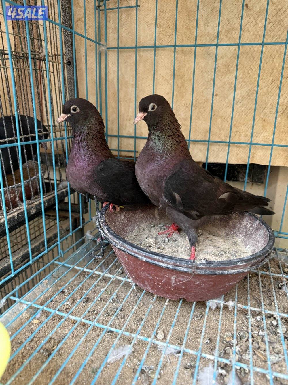 للبيع وقواق صنعاني8