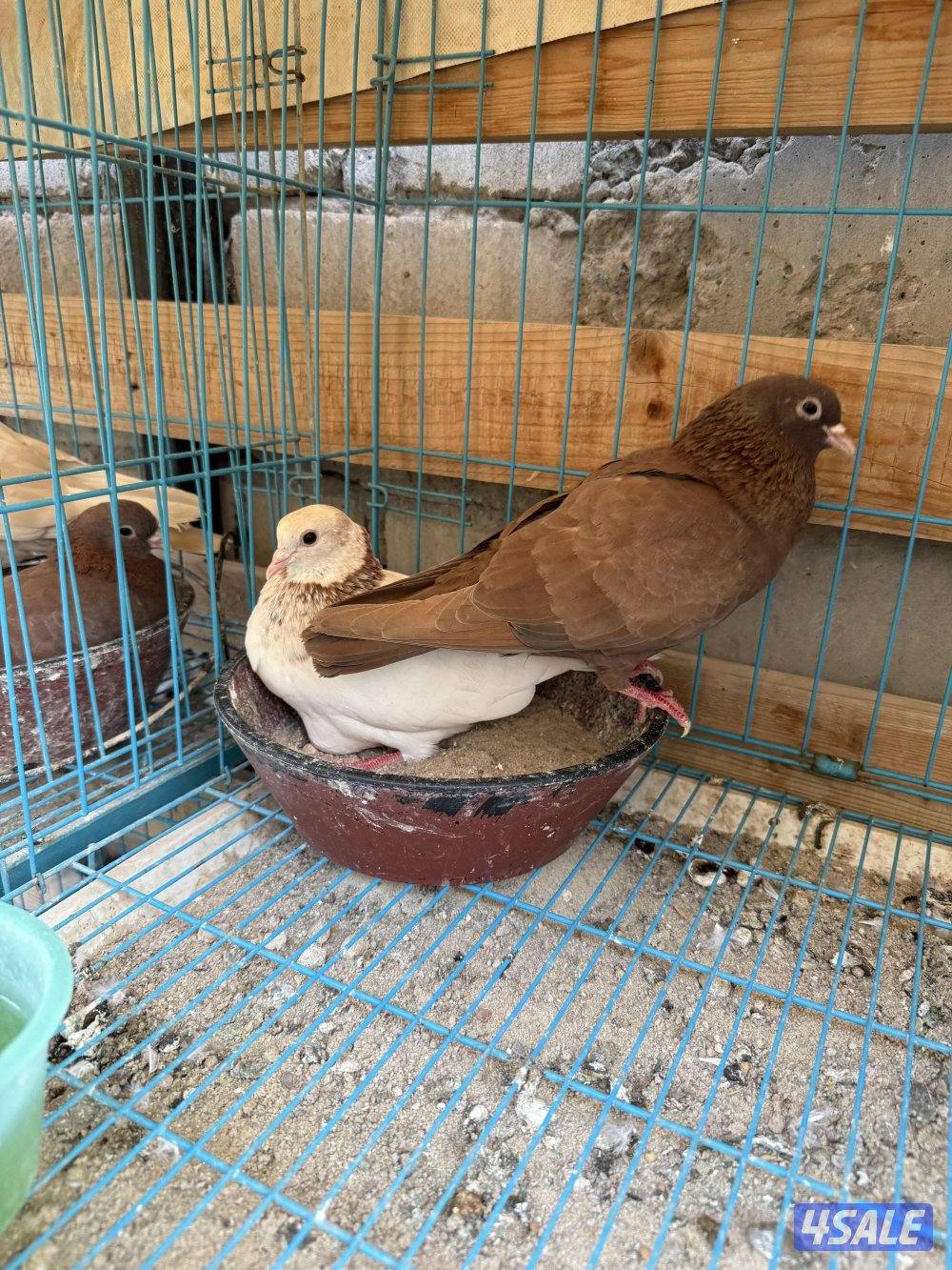 للبيع وقواق صنعاني9