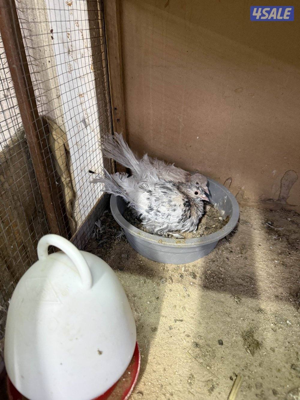 للبيع وقواق صنعاني10