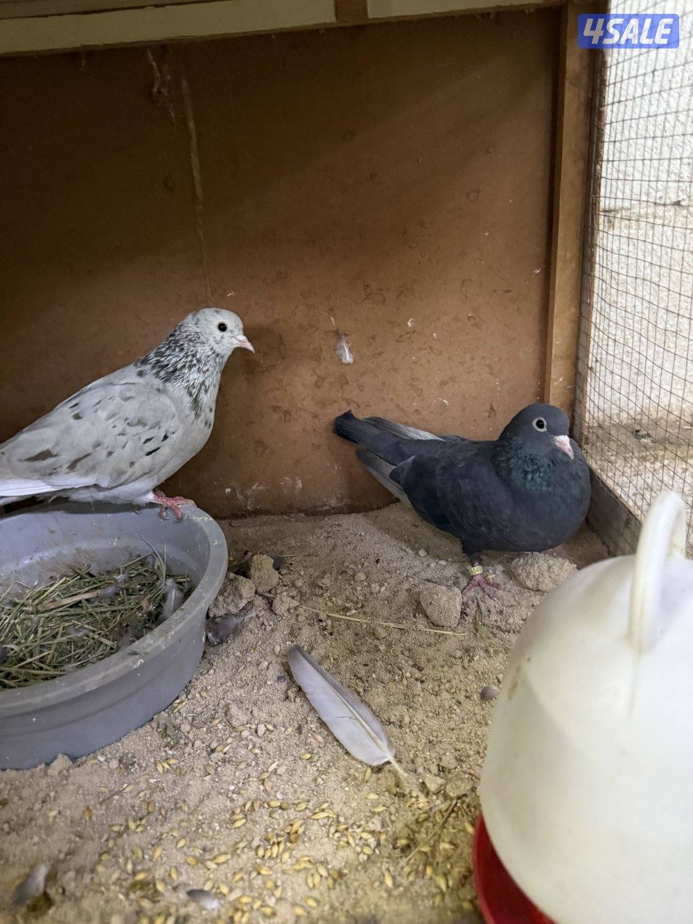 للبيع وقواق صنعاني11