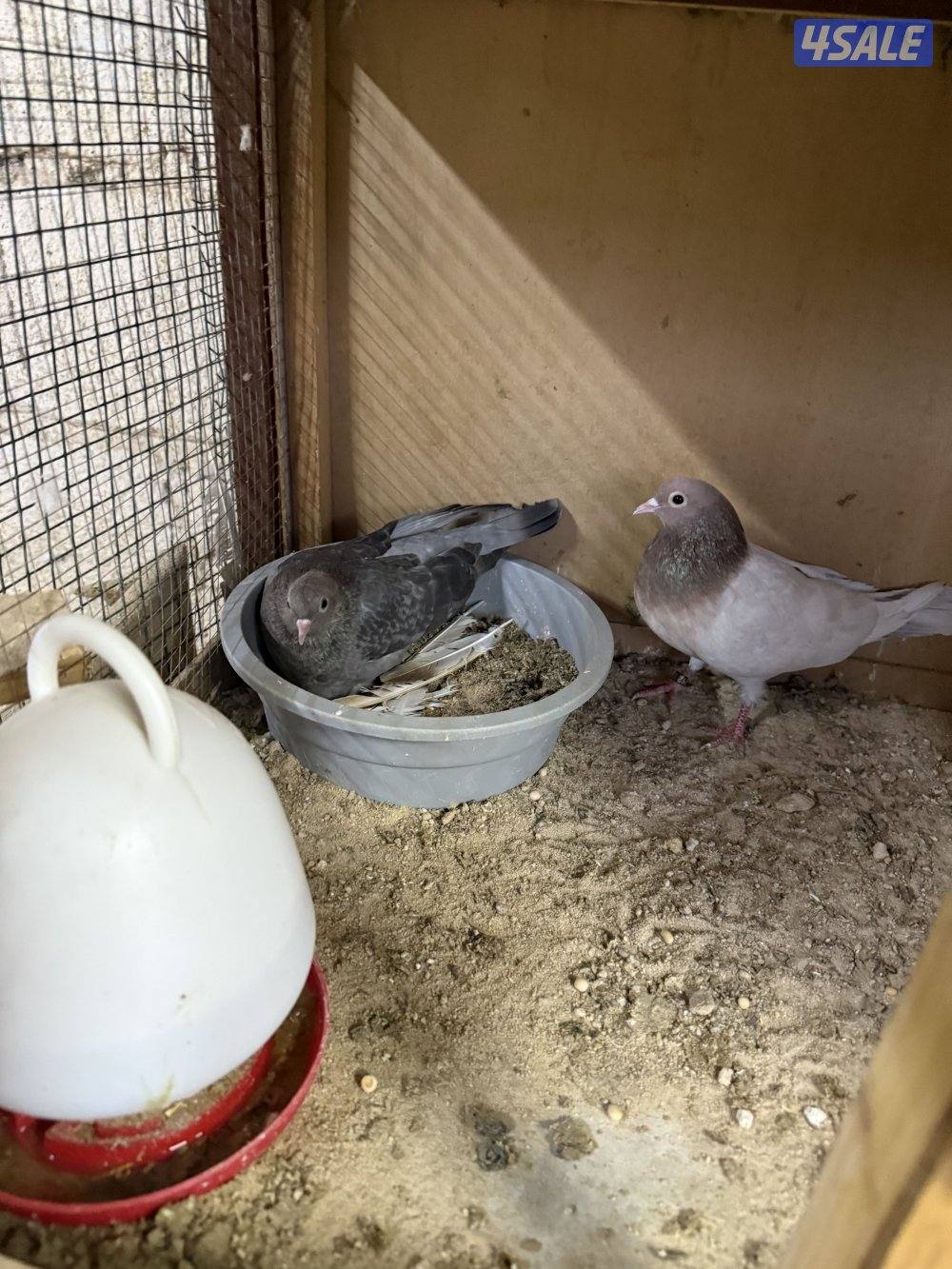 للبيع وقواق صنعاني12