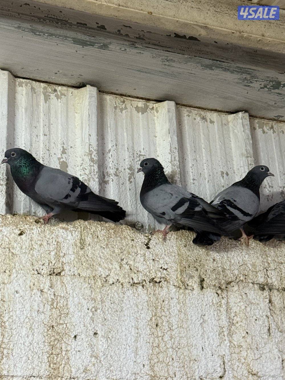 للبيع وقواق صنعاني13