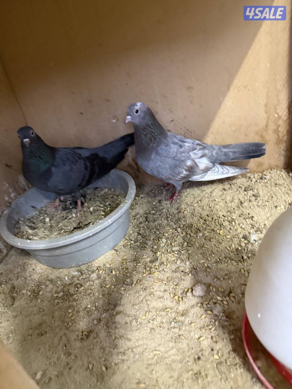 للبيع وقواق صنعاني14