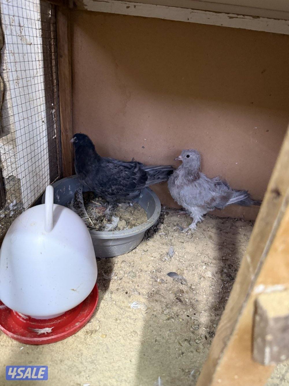 للبيع وقواق صنعاني15