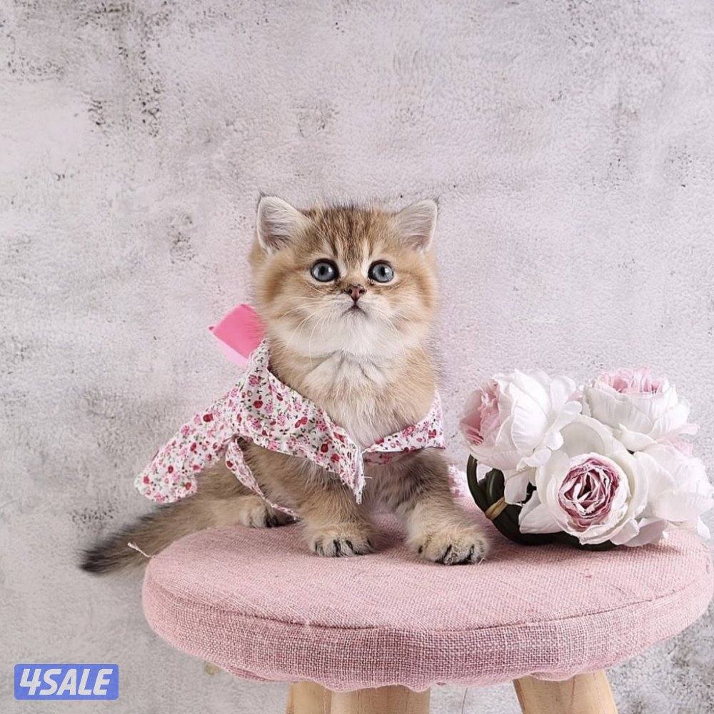 متوفر مجموعة مميزة من القطط جاهزه للتسليم0