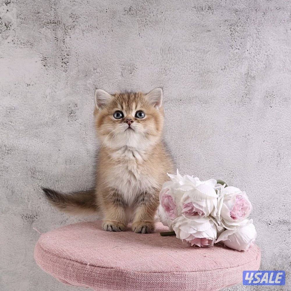 متوفر مجموعة مميزة من القطط جاهزه للتسليم1