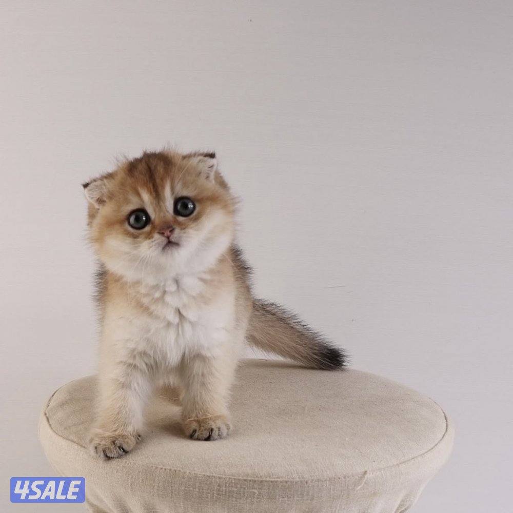 متوفر مجموعة مميزة من القطط جاهزه للتسليم2