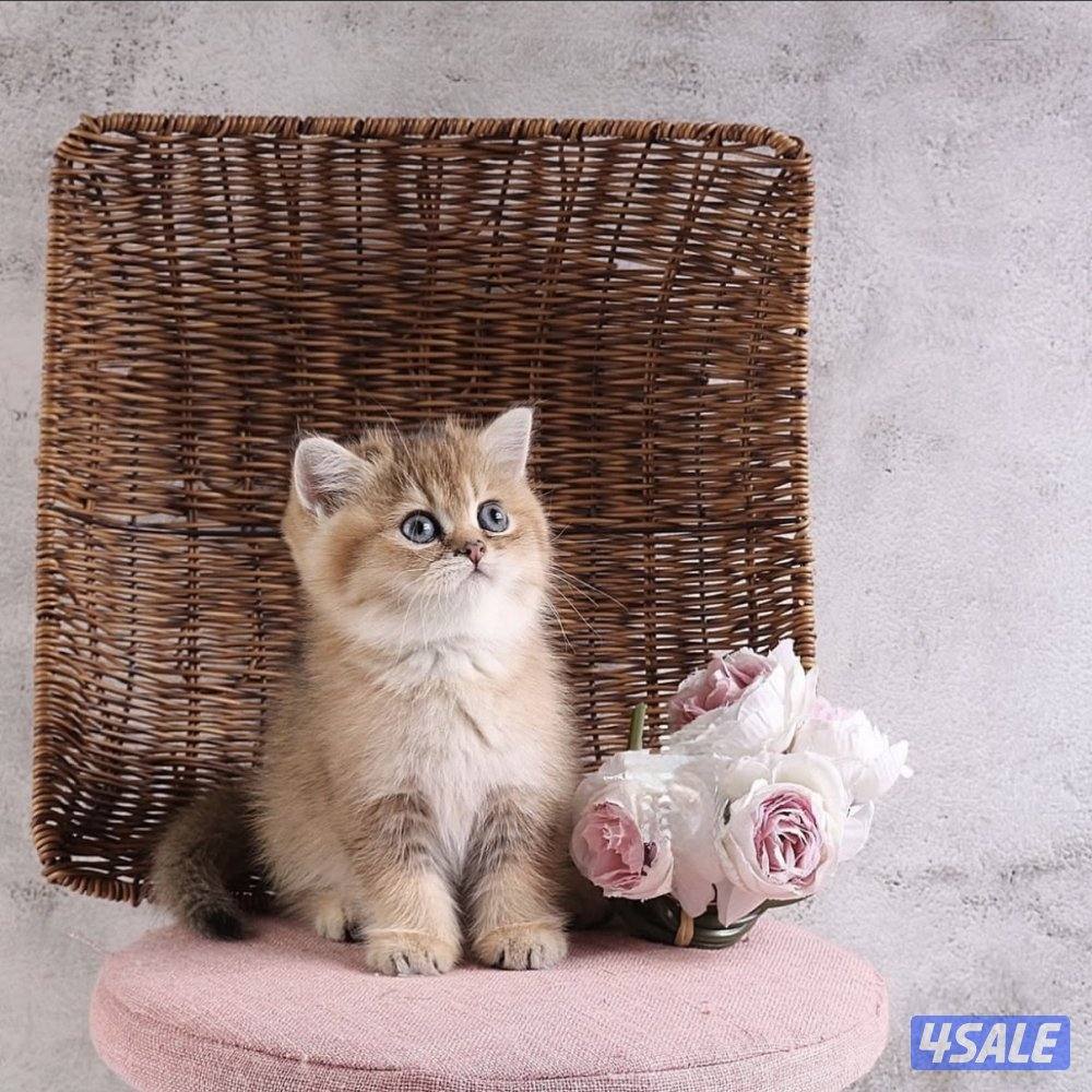 متوفر مجموعة مميزة من القطط جاهزه للتسليم4