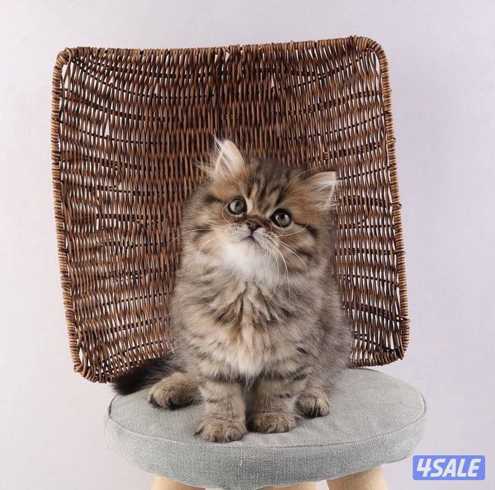 متوفر مجموعة مميزة من القطط جاهزه للتسليم5