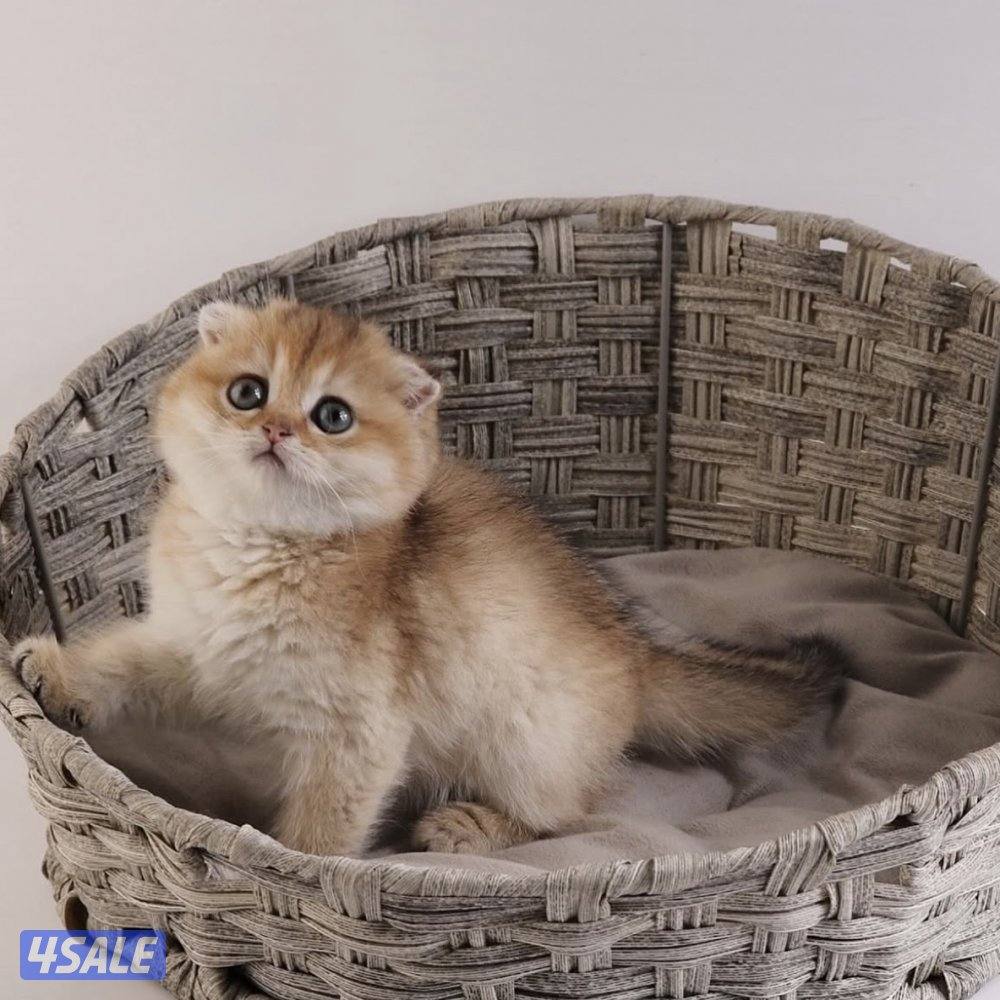 متوفر مجموعة مميزة من القطط جاهزه للتسليم6