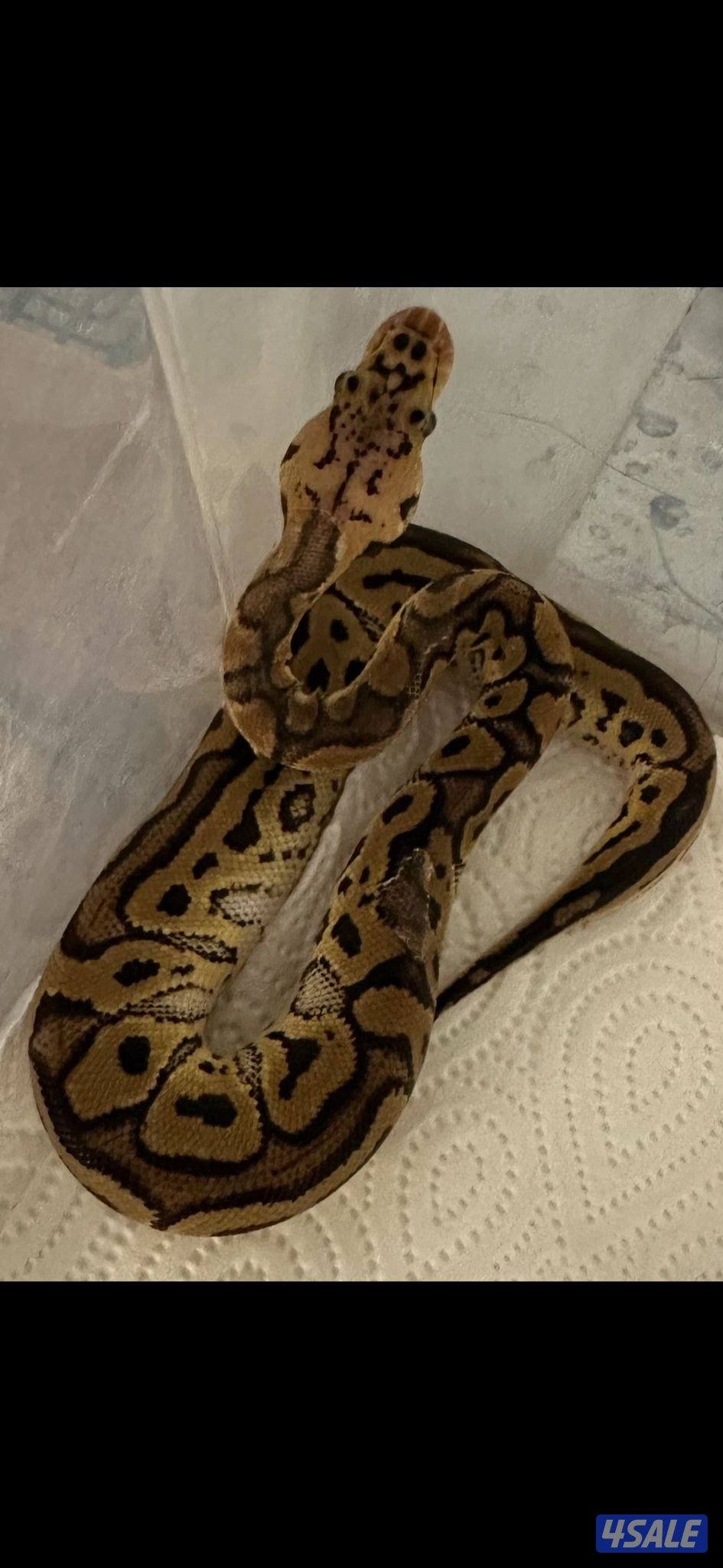 للبيع بول بايثون0