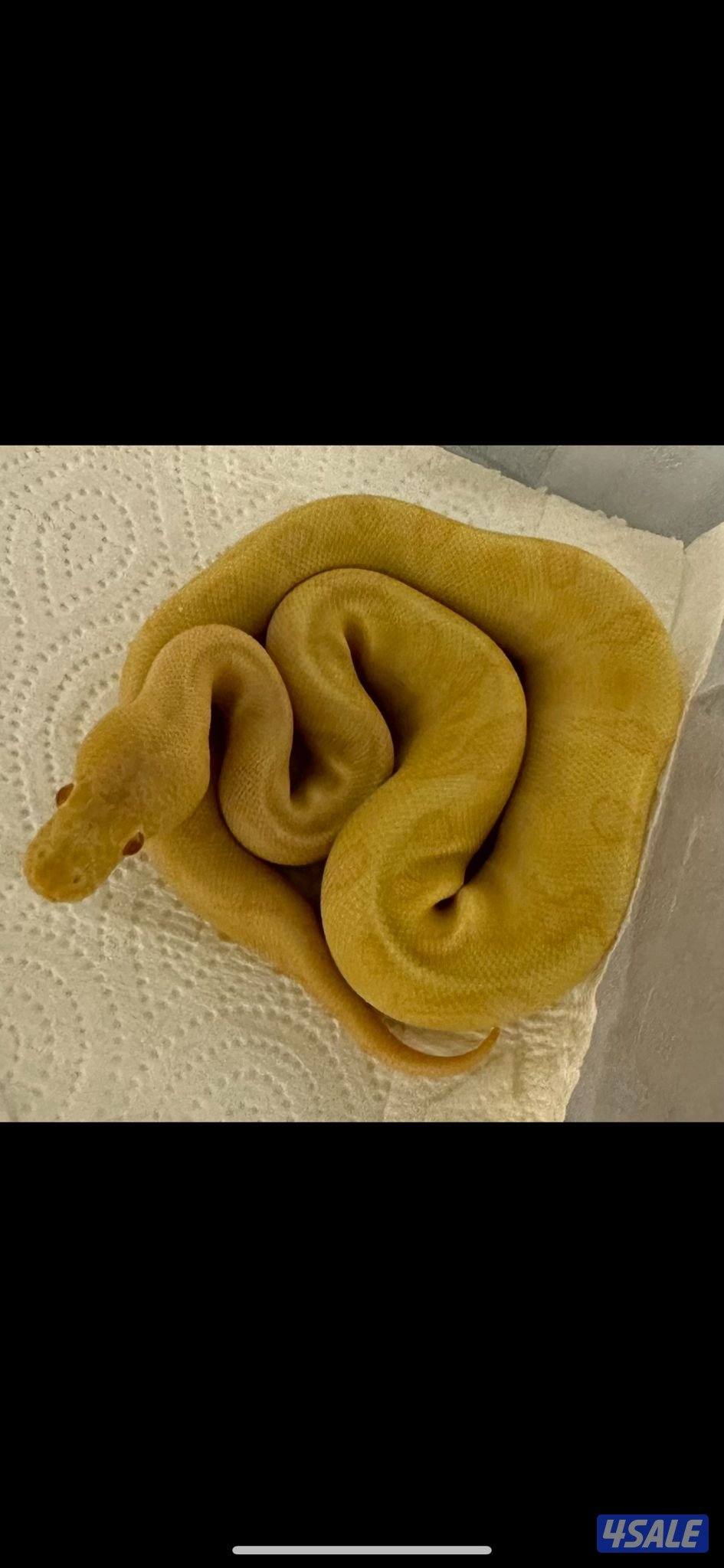 للبيع بول بايثون1