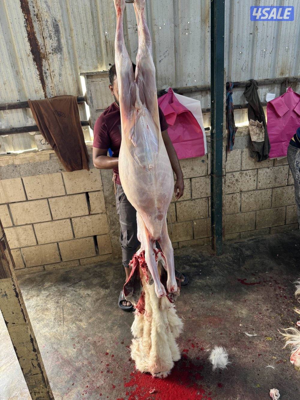 للبيع  عوارض ملاوين الاعمار مشكل وسمنتهم طيبه منادي وثلاجه1