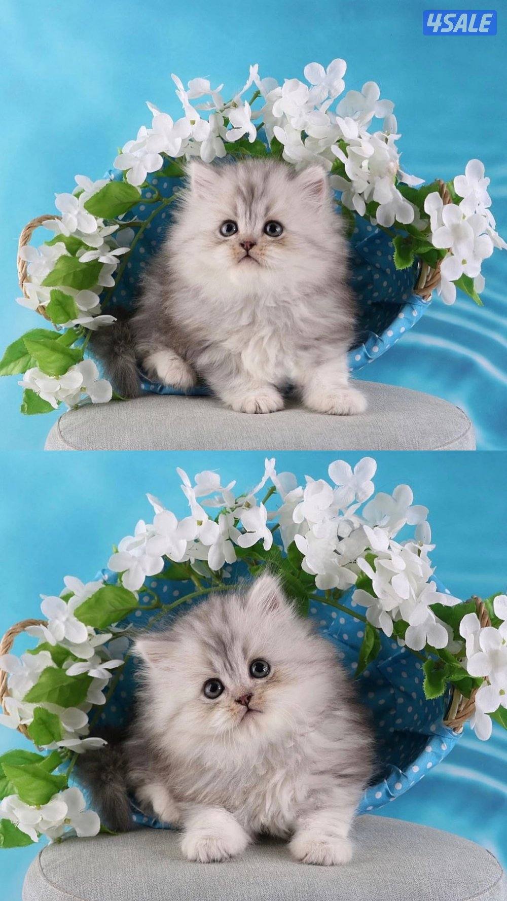 متوفر مجموعة مميزة من القطط جاهزه للتسليم7