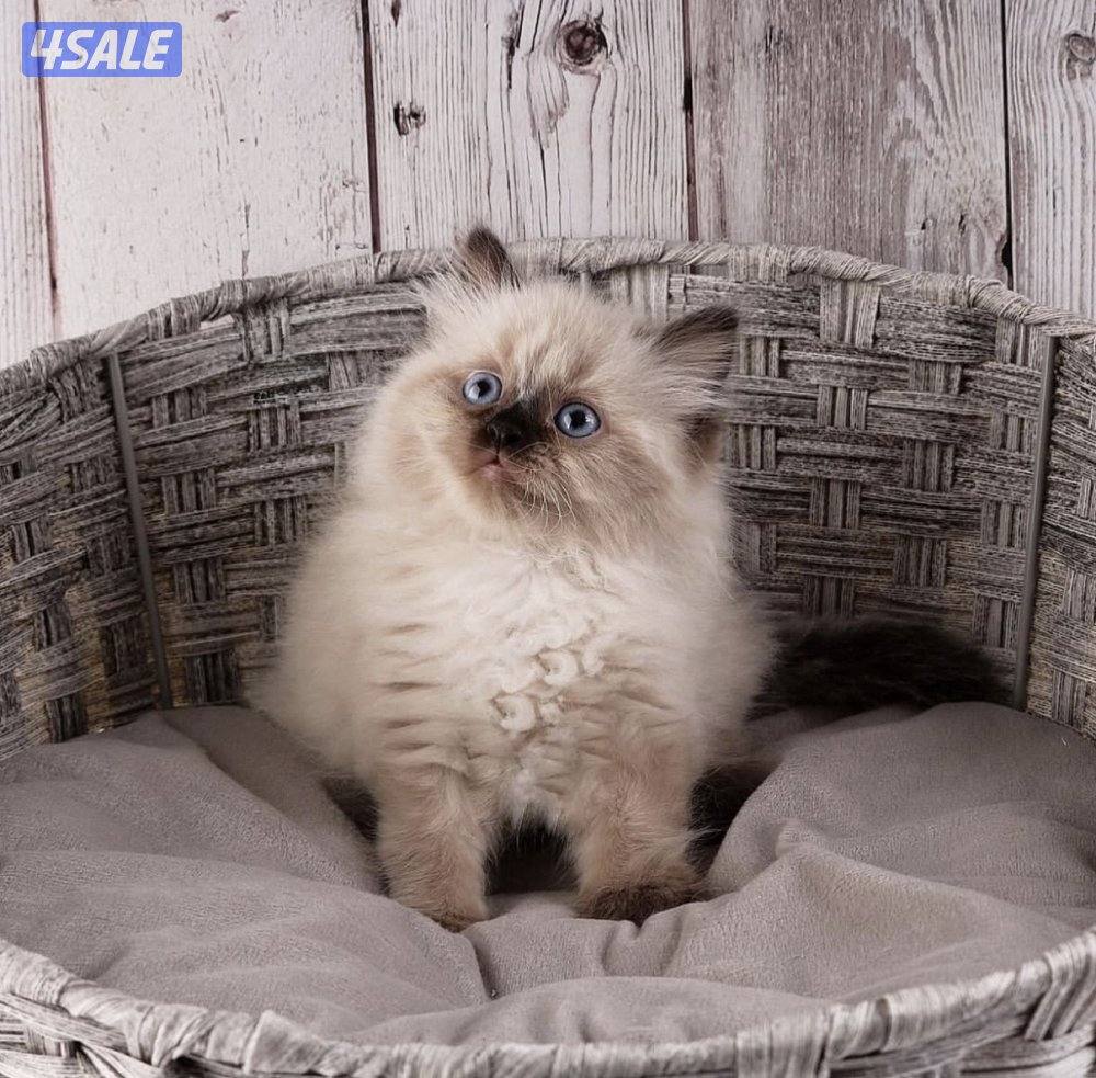 متوفر مجموعة مميزة من القطط جاهزه للتسليم3