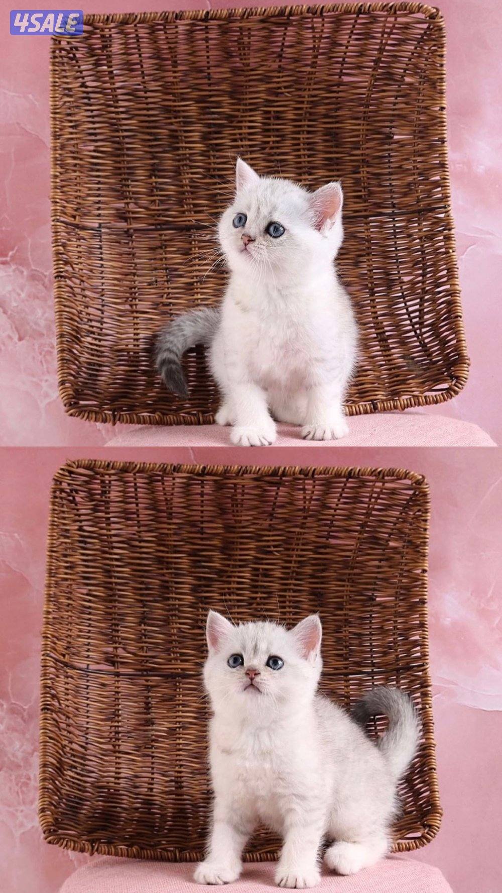 متوفر مجموعة مميزة من القطط جاهزه للتسليم8