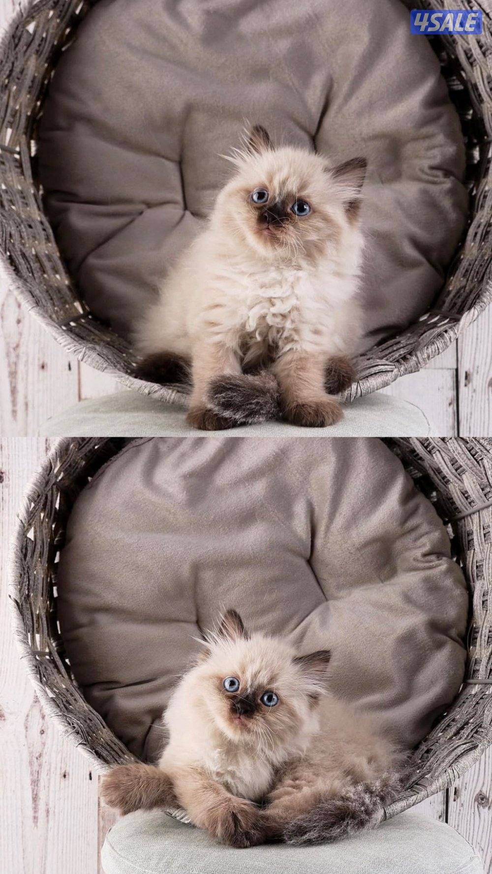 متوفر مجموعة مميزة من القطط جاهزه للتسليم9