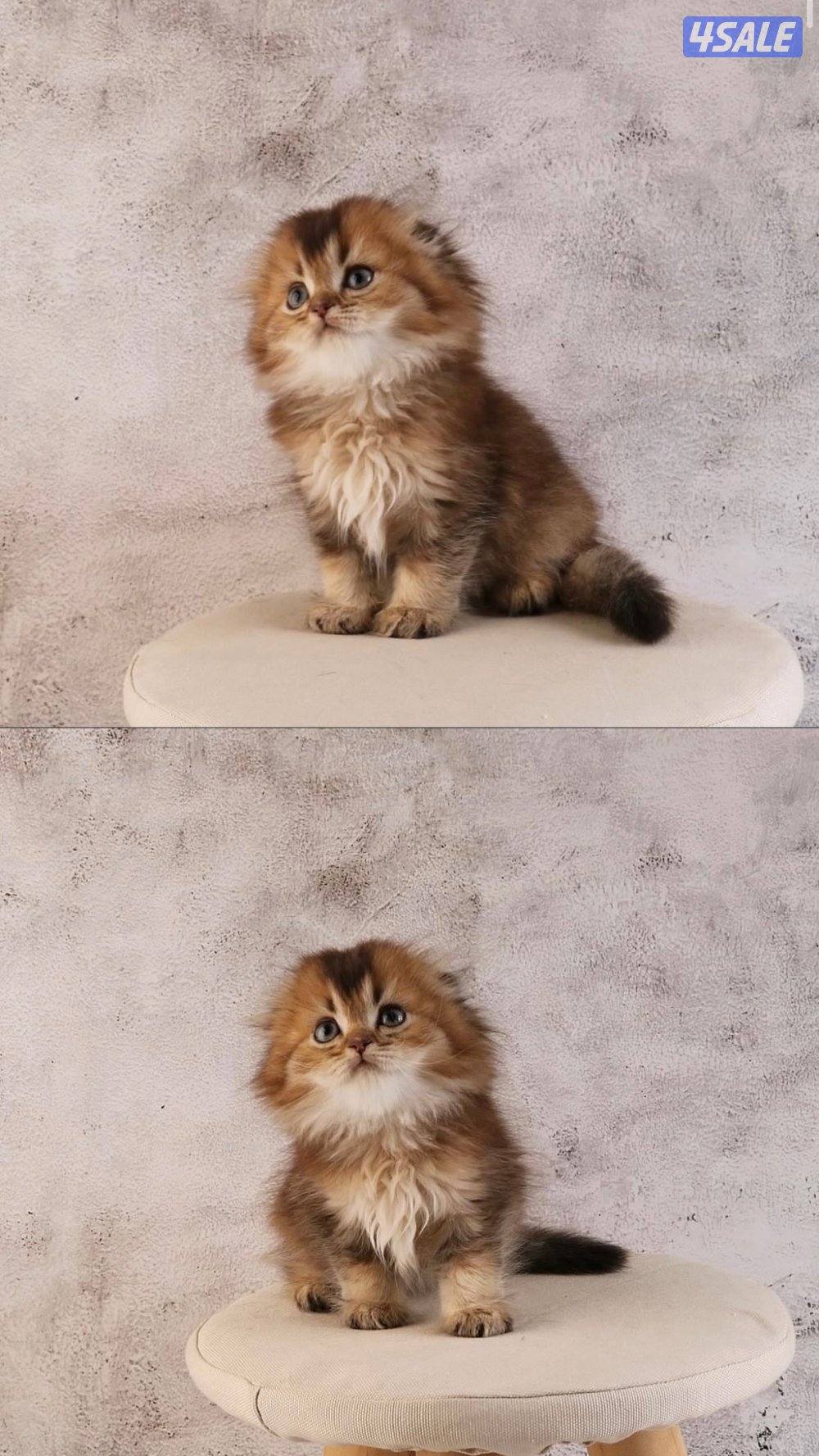 متوفر مجموعة مميزة من القطط جاهزه للتسليم10