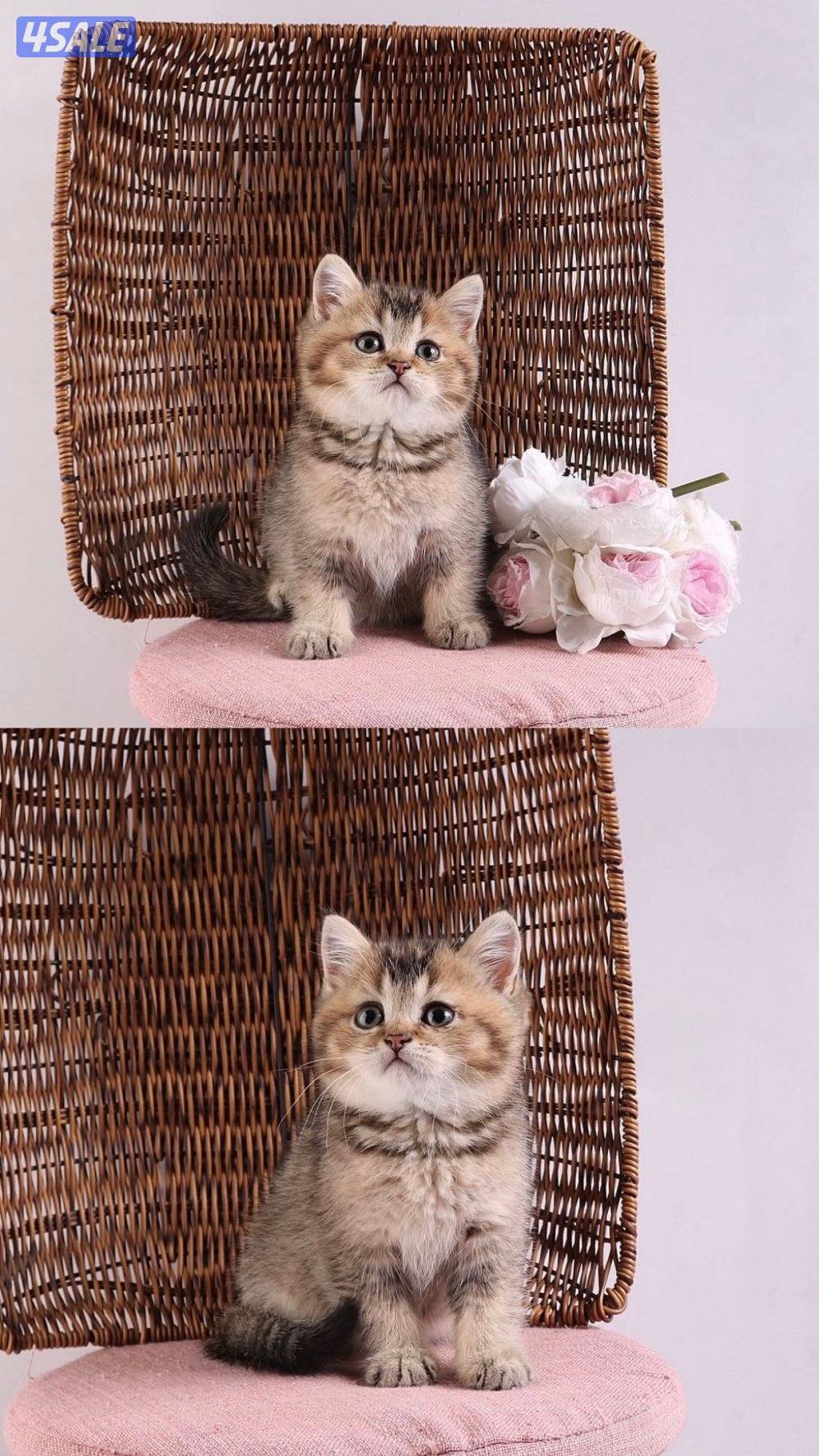 متوفر مجموعة مميزة من القطط جاهزه للتسليم11