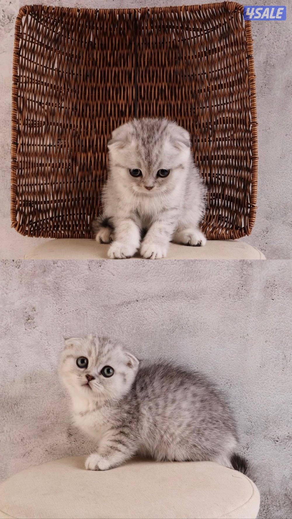 متوفر مجموعة مميزة من القطط جاهزه للتسليم12