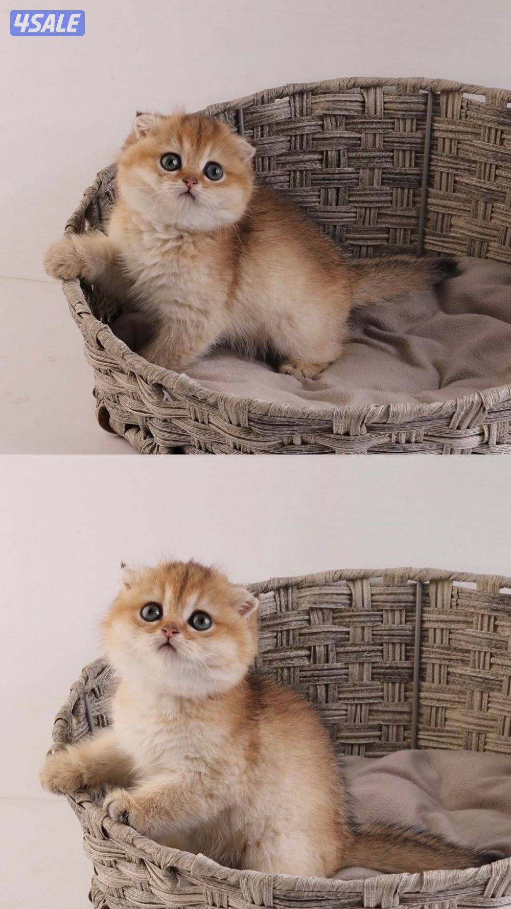 متوفر مجموعة مميزة من القطط جاهزه للتسليم13