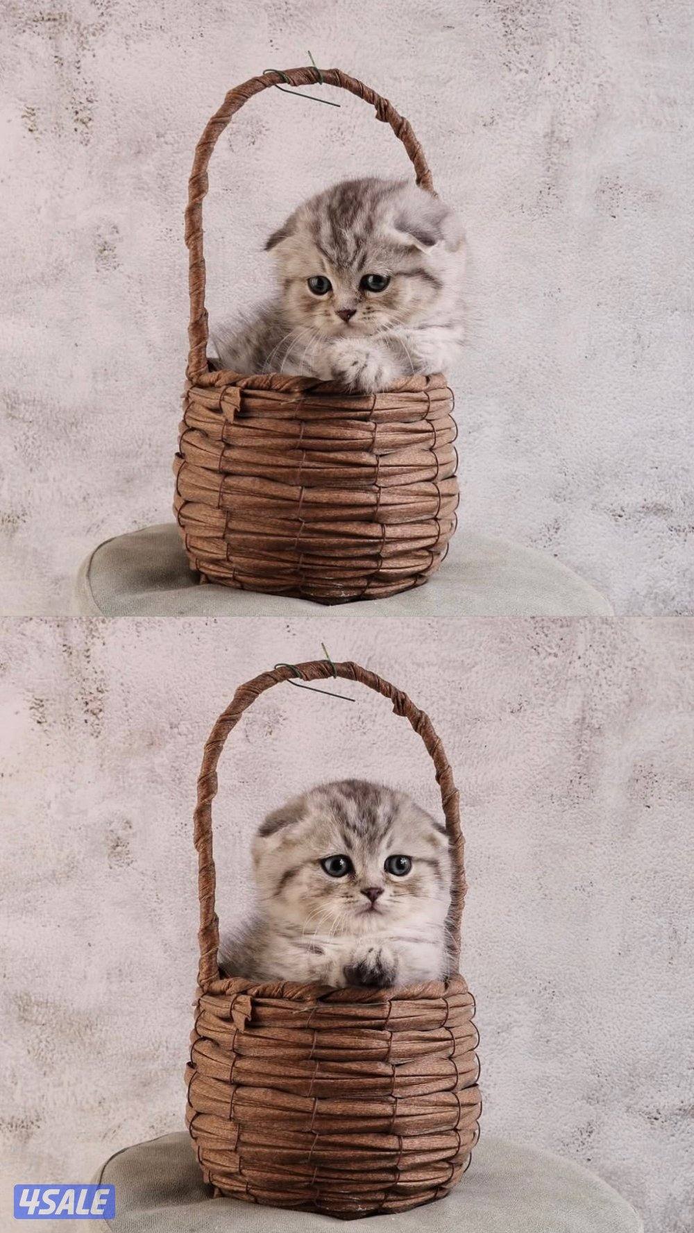 متوفر مجموعة مميزة من القطط جاهزه للتسليم14