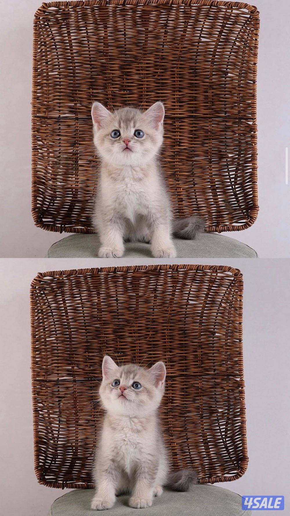 متوفر مجموعة مميزة من القطط جاهزه للتسليم15