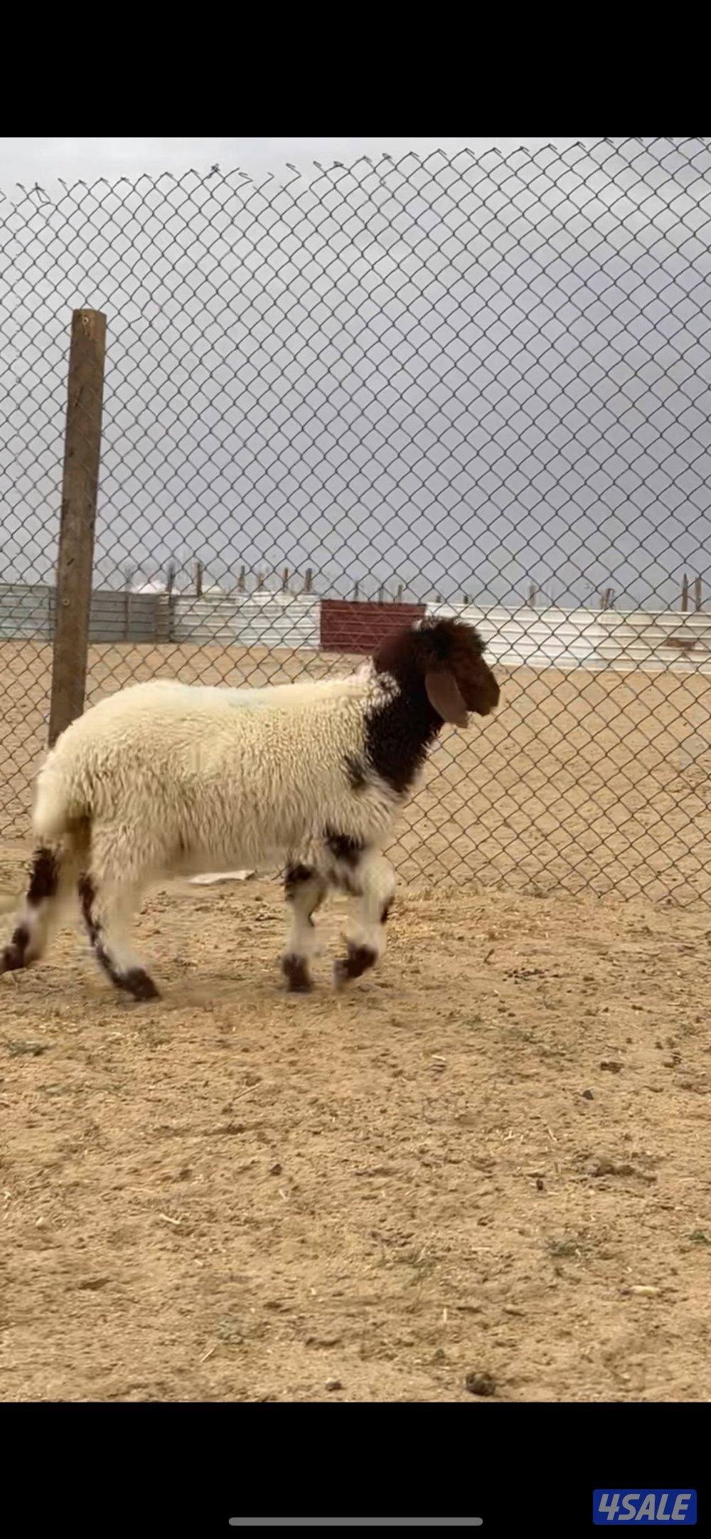 للبيع ذبايح0