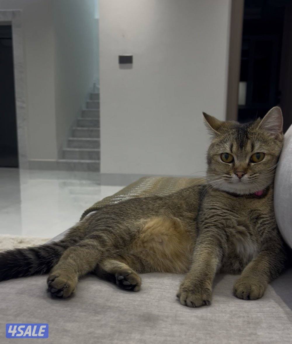 للتبني مع عيالها0