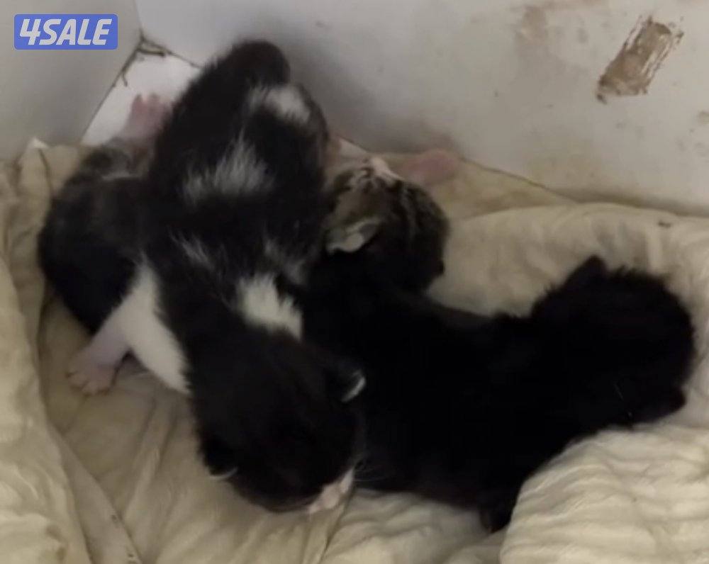 للتبني مع عيالها1