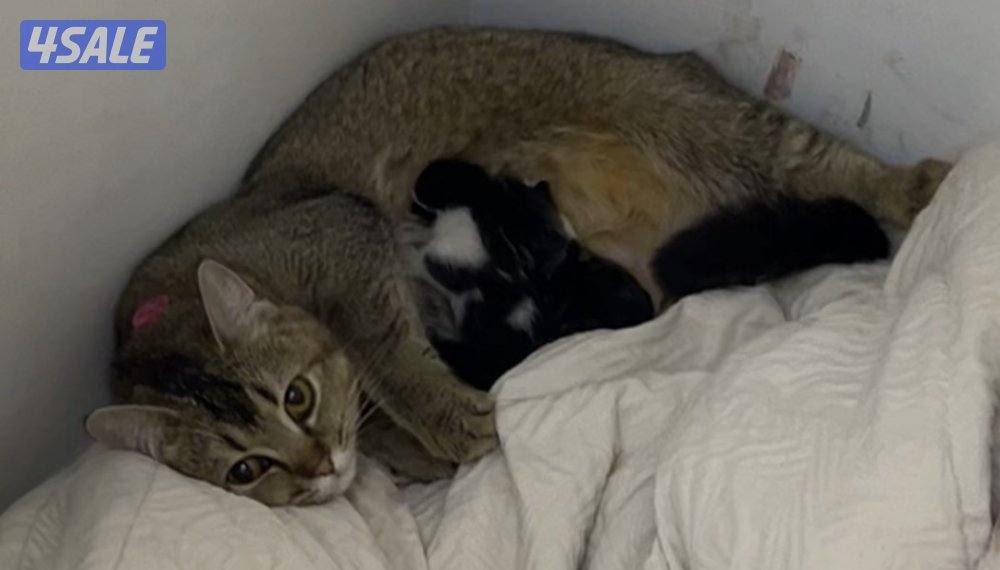 للتبني مع عيالها2