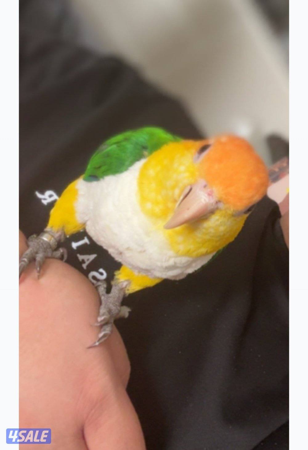 للبيع وايت بيلي كاييك ربوه جميل اللهم بارك0