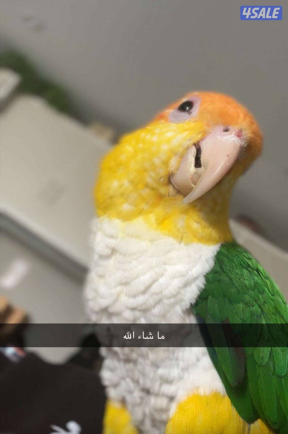 للبيع وايت بيلي كاييك ربوه جميل اللهم بارك1