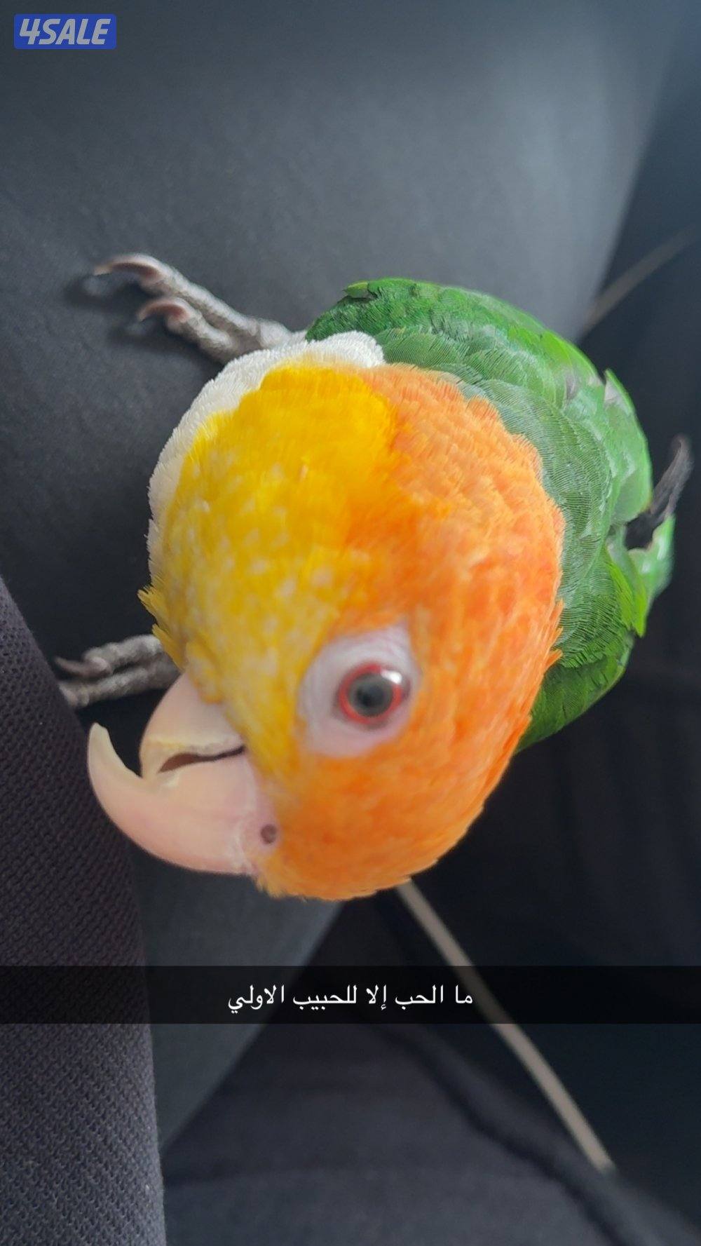 للبيع وايت بيلي كاييك ربوه جميل اللهم بارك2