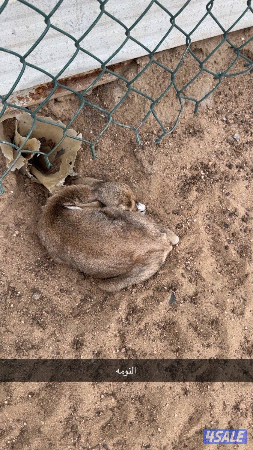 للبيع غزال الريم ذكر العمر ثلاث ايام وللحين تحت امه0
